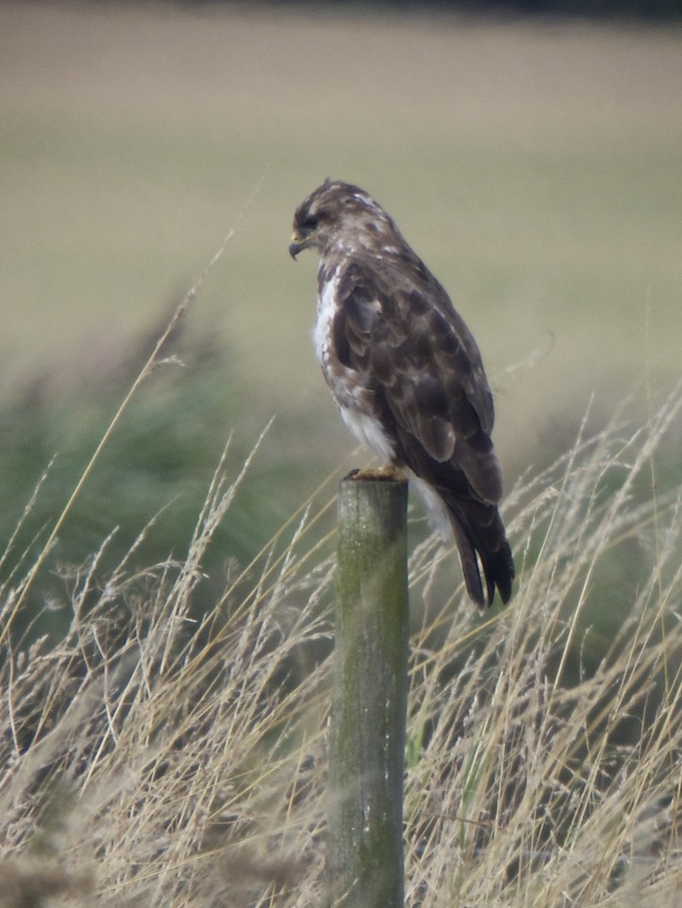 Common Buzzard this afternoon (T. Disley)