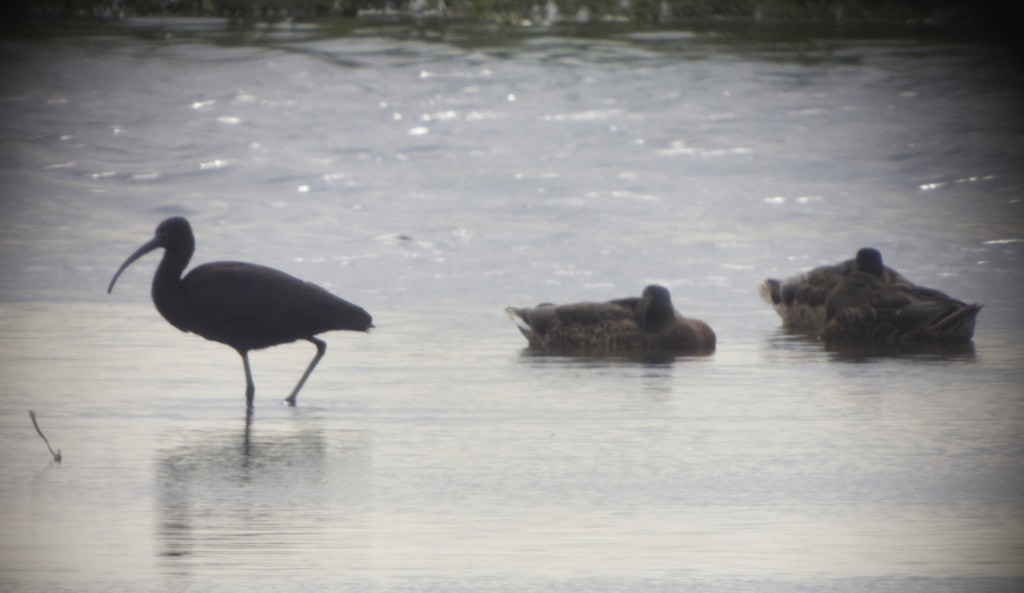 Glossy Ibis with roosting Mallards this evening (T. Disley)