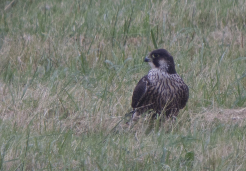 Peregrine juvenile which was being mobbed by a Kestrel at times while sat in a field (T. Disley)