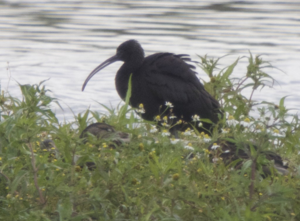 Juvenile Glossy Ibis roosting and preening on Wood End Marsh this afternoon (T. Disley)