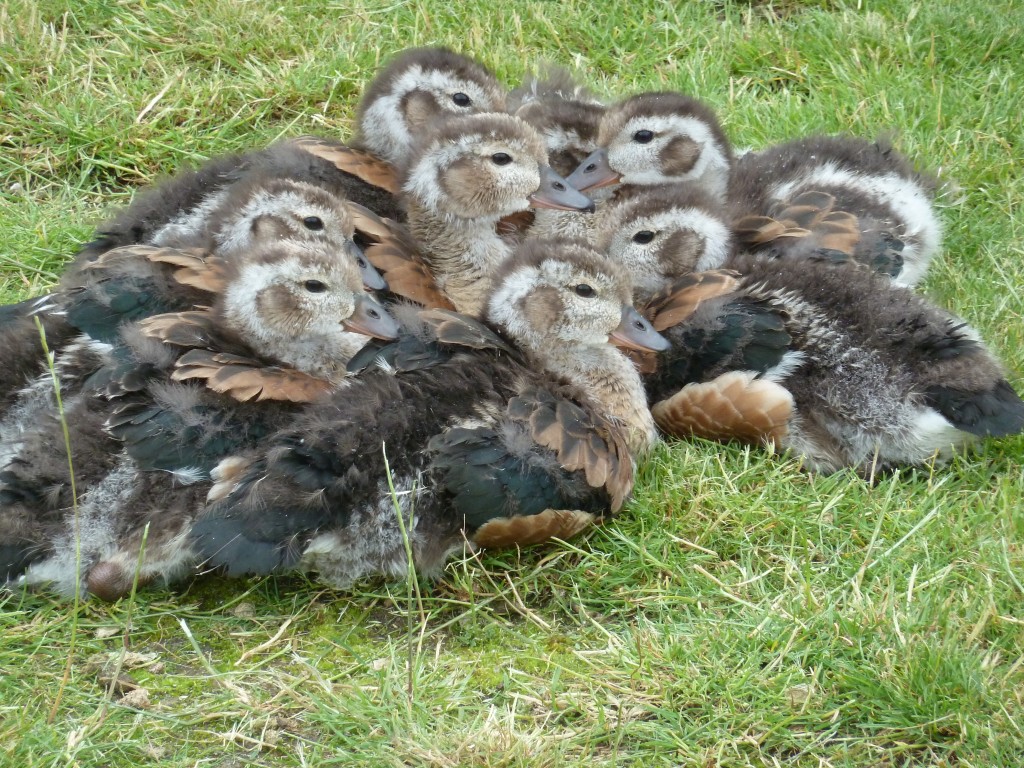 A group of Orinoco goose at the critical growth stage...