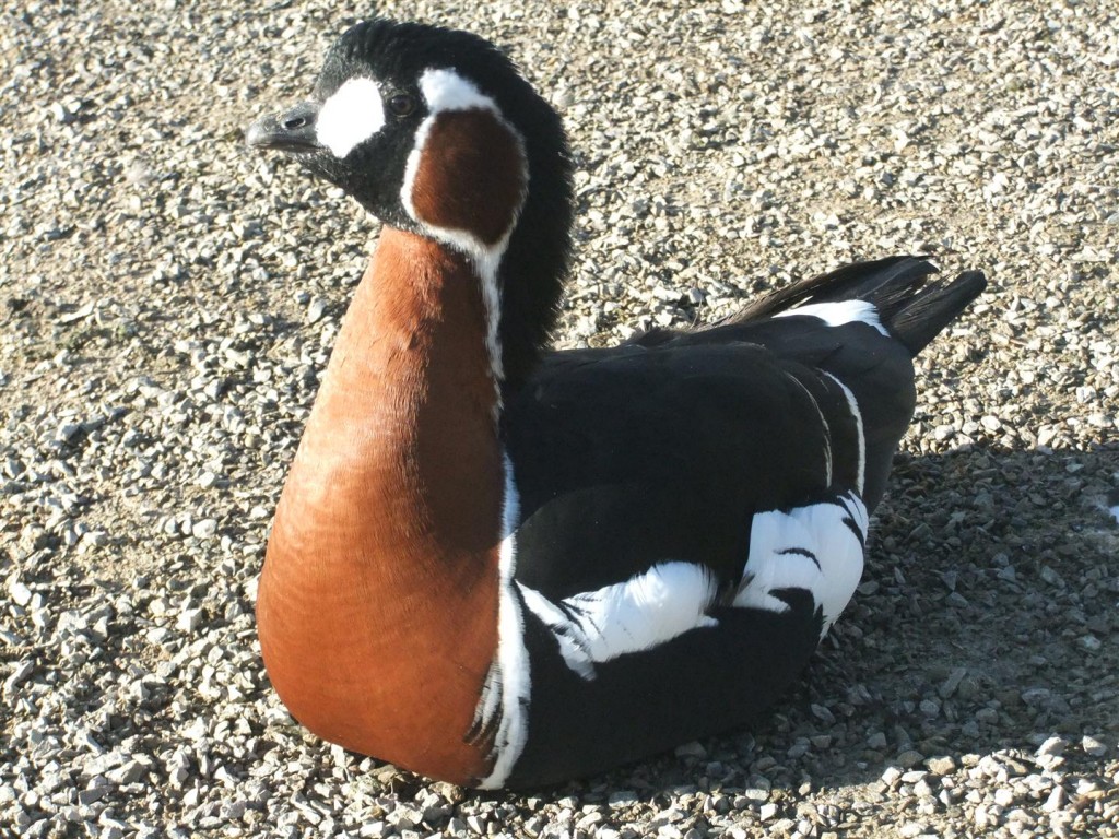 A stunning little red-breasted goose.