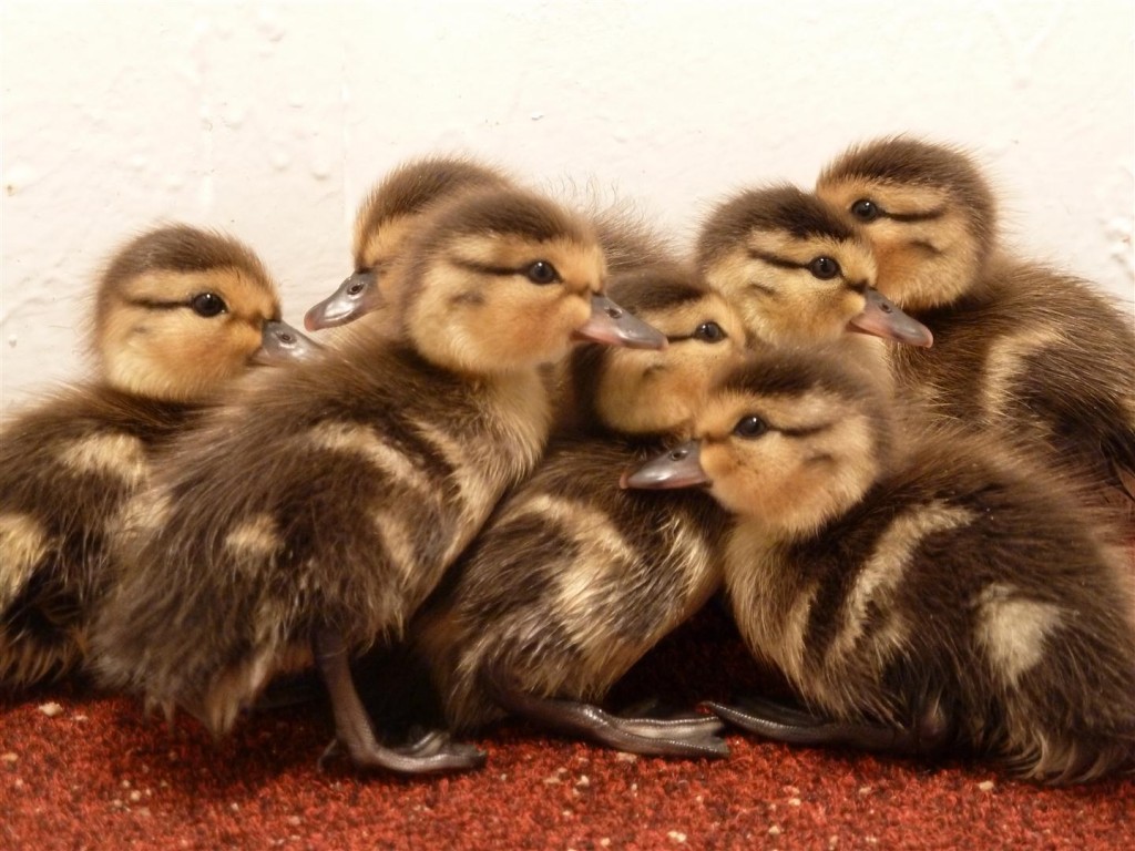 Cute as buttons African Yellowbill duck!