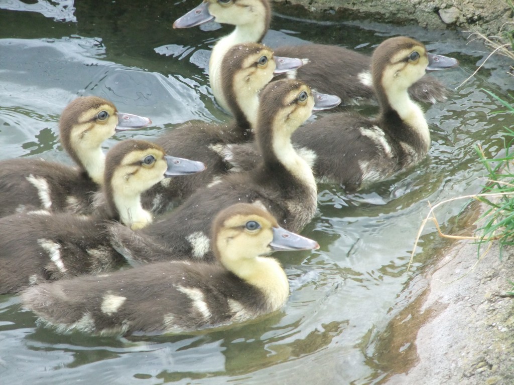 They always feel like an achievement; white-winged wood duck.