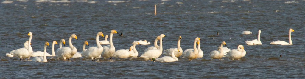 Mixed Bewick's and whooper swan flock on Lake Peipsi (L. Luigujõe)