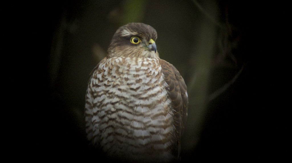 Sparrowhawk, Janet Kear Hide (T. Disley)