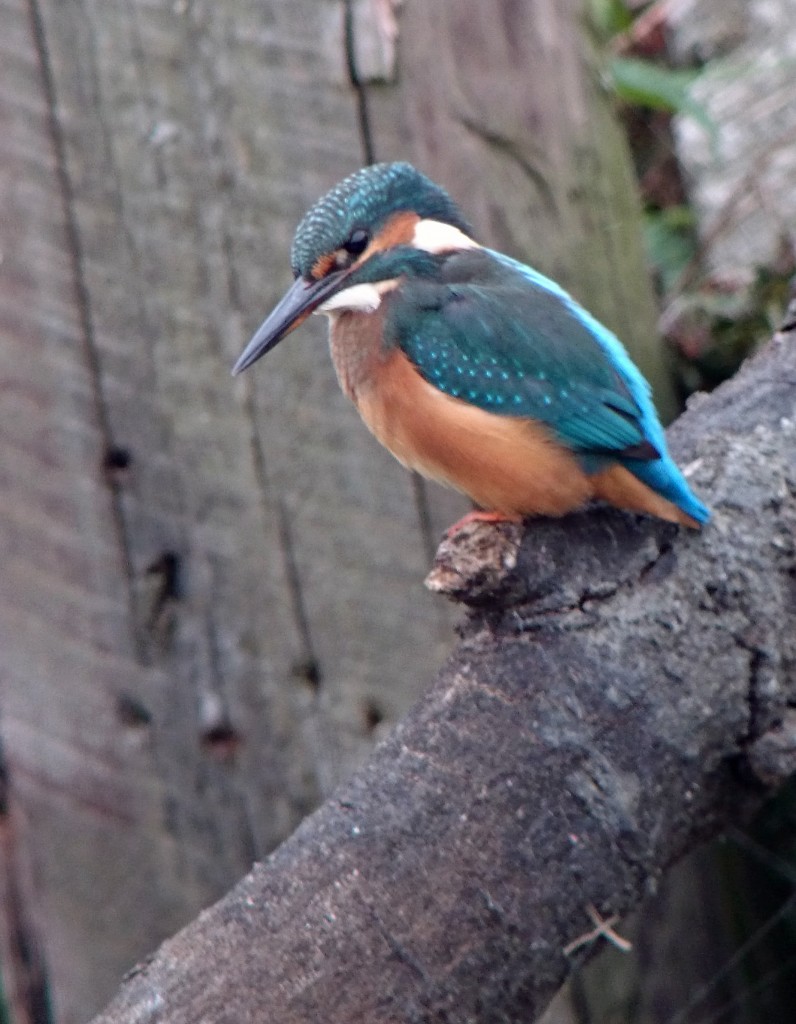 kingfisher1t_edited-1