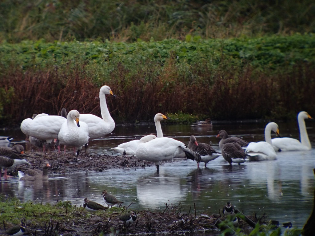 newwhoopers 6