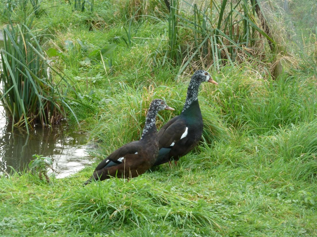 The breeding pair next door seemed very keen!