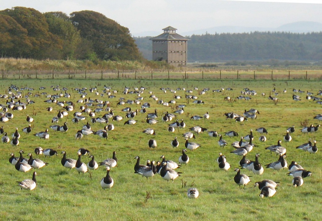 Barnacle Geese filling the fields at WWT Caerlaverock during the winter. Photo by Brian Morrell