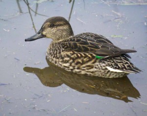 Eurasian Teal, female from Stephen Kirk Hide, MJMcGill