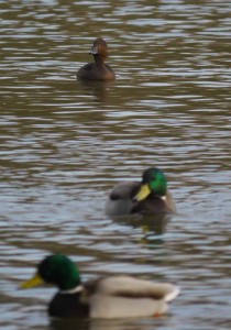 Ferruginous Duck, female, MJMcGill