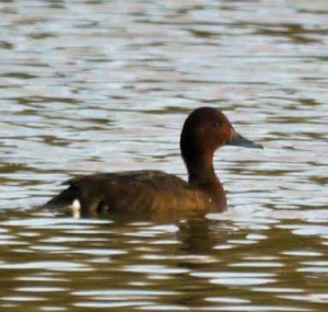 Ferruginous Duck, female South Lake, MJMcGill