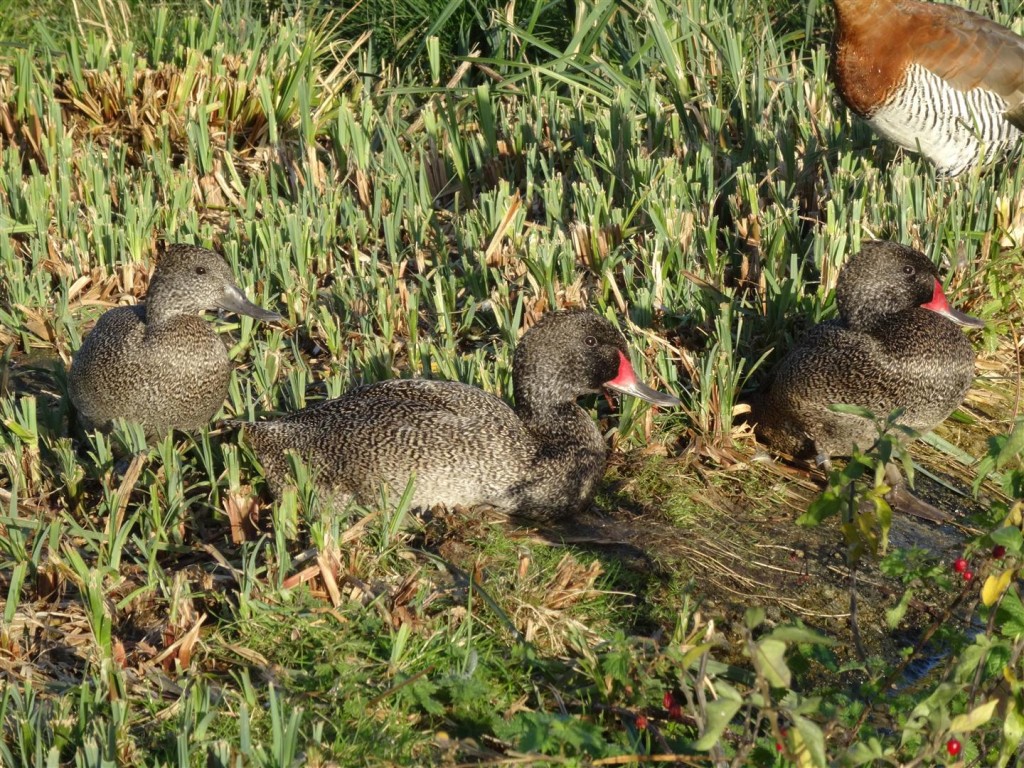 Freckled duck males competing...