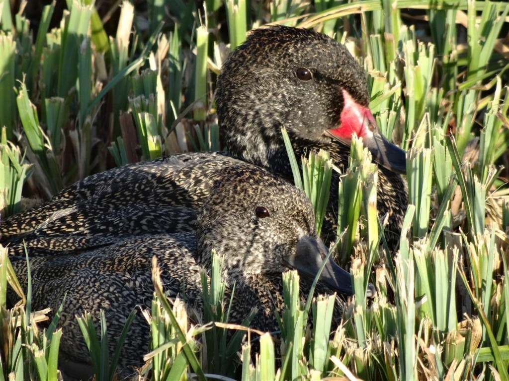 Snuggled down with a female.