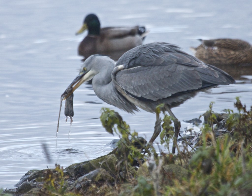 Immature Grey Heron washing a freshly caught Vole in the edge of the Mere before swallowing it (T. Disley)