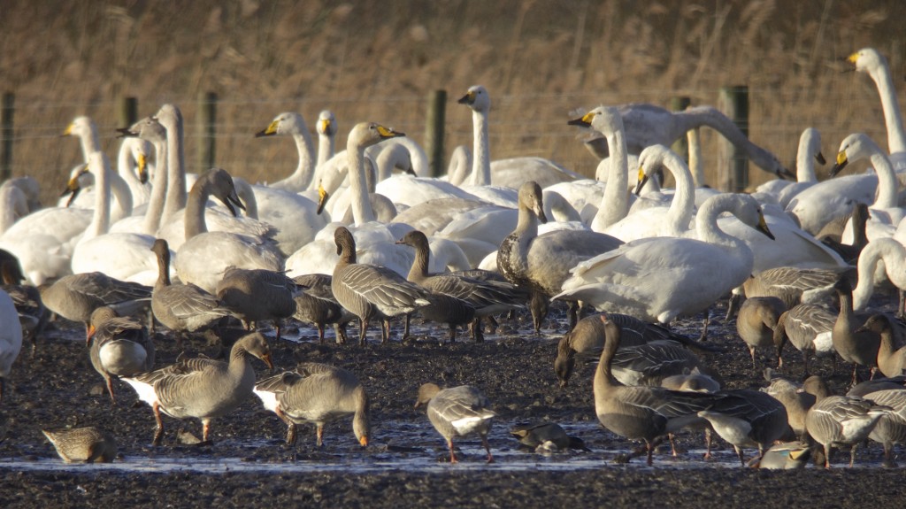 Whooper Swans and Pink-footed Geese feeding on the potatoes left by the local farmers (T. Disley)