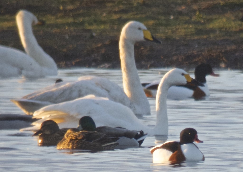 Bewick's Swan with Whooper Swan for comparison, the first of the year, just! (T. Disley)