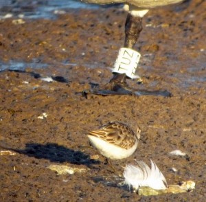 Little Stint, Rushy, MJMcGill