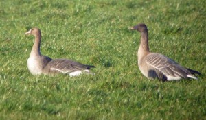 White-fronted and Pink-footed Geese, MJMcGill