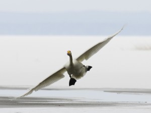 Whooper Swan3
