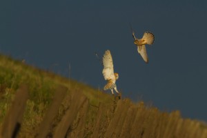 Barn owl being mobbed by a kestrel by Ian Hull