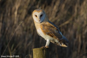 Barn owl on post by Simon Stirrup