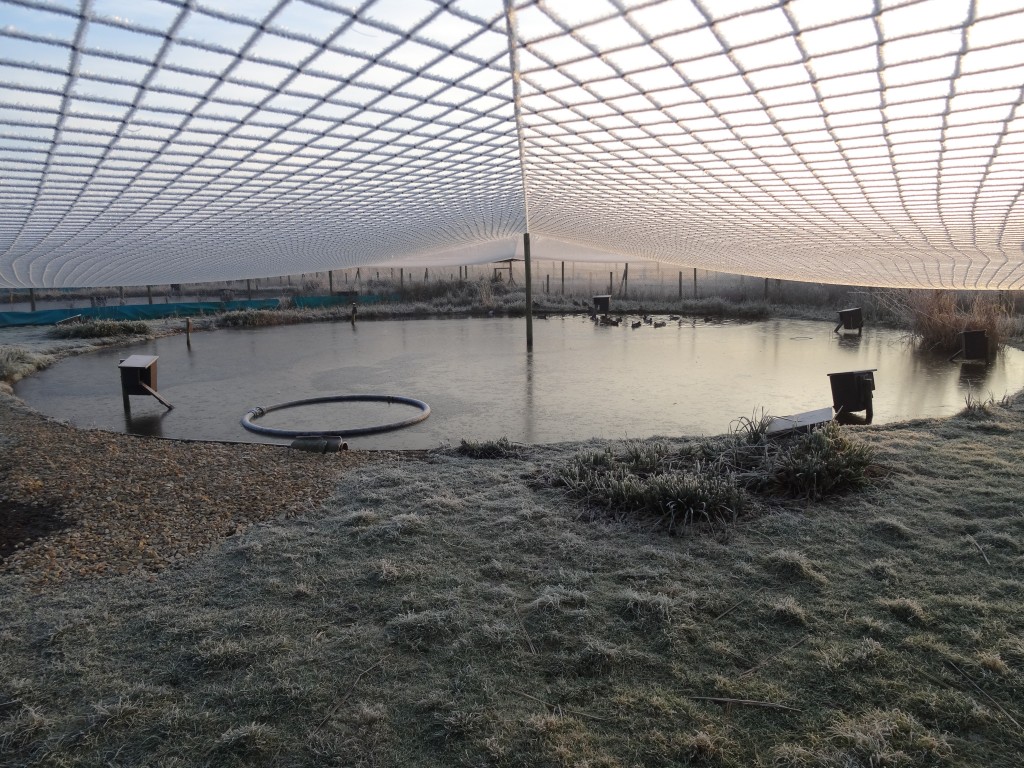 The frosty aviaries.