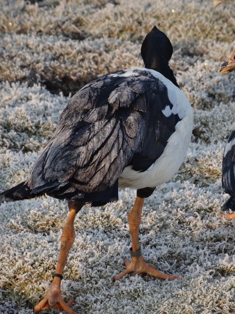 A frosty magpie goose.