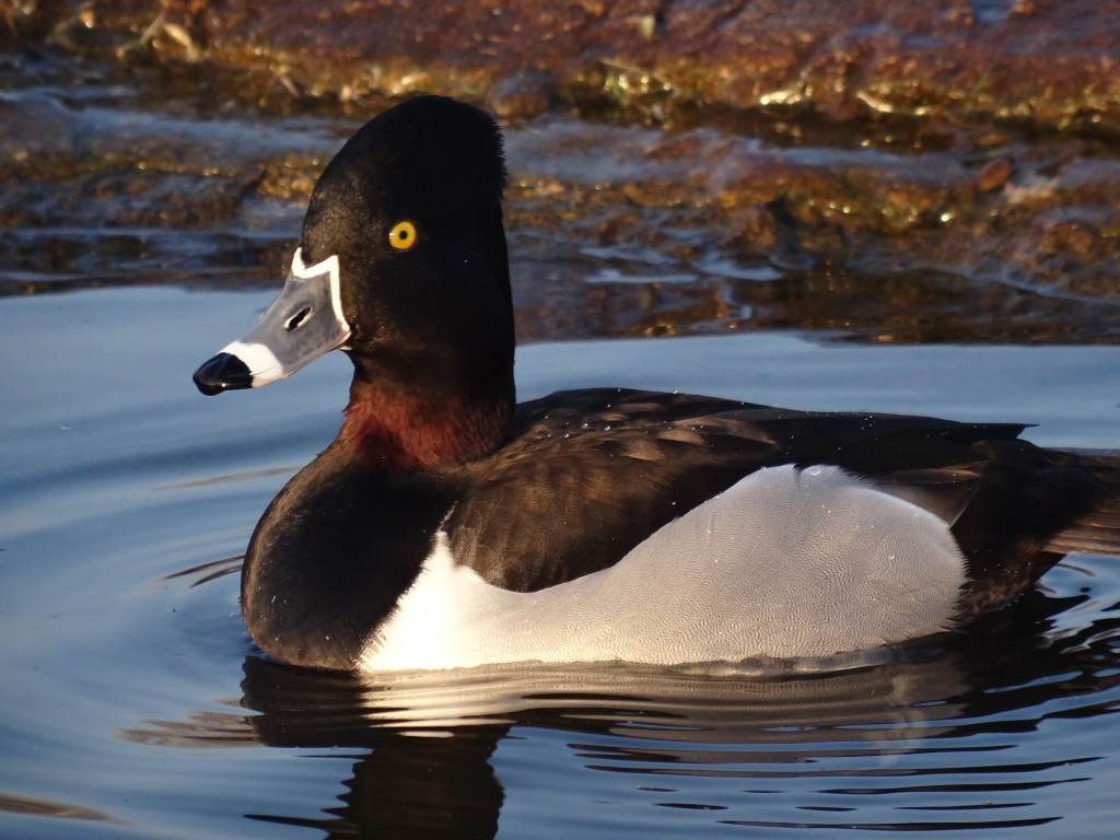 A handsome ring necked duck.