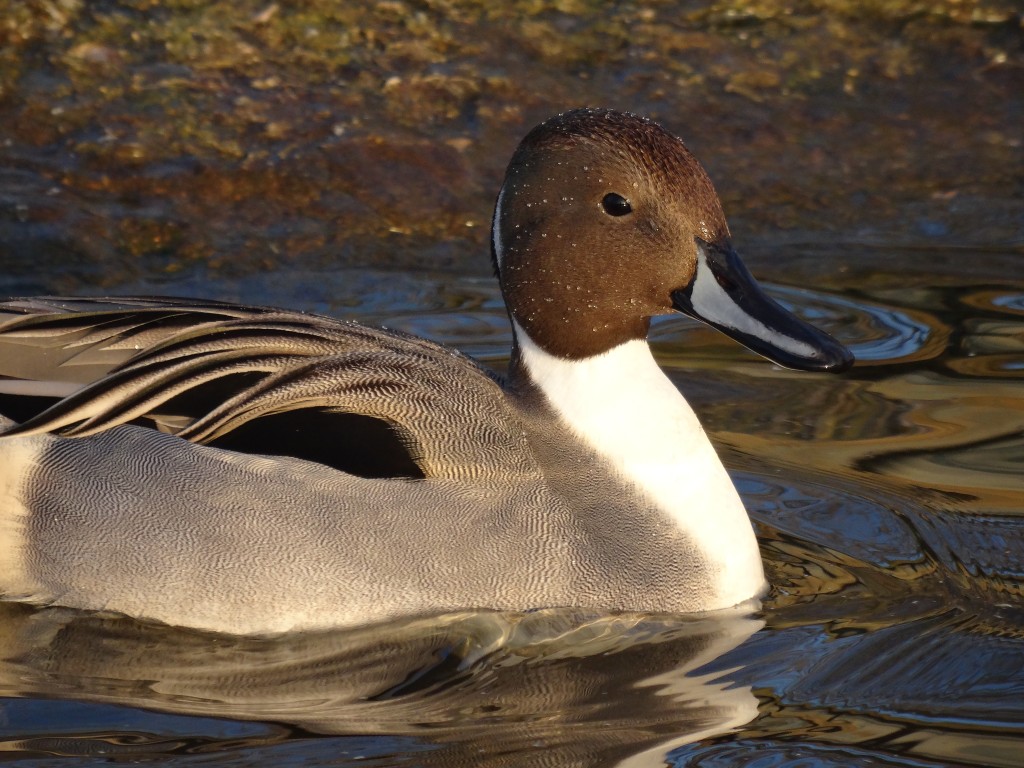 A handsome pintail.