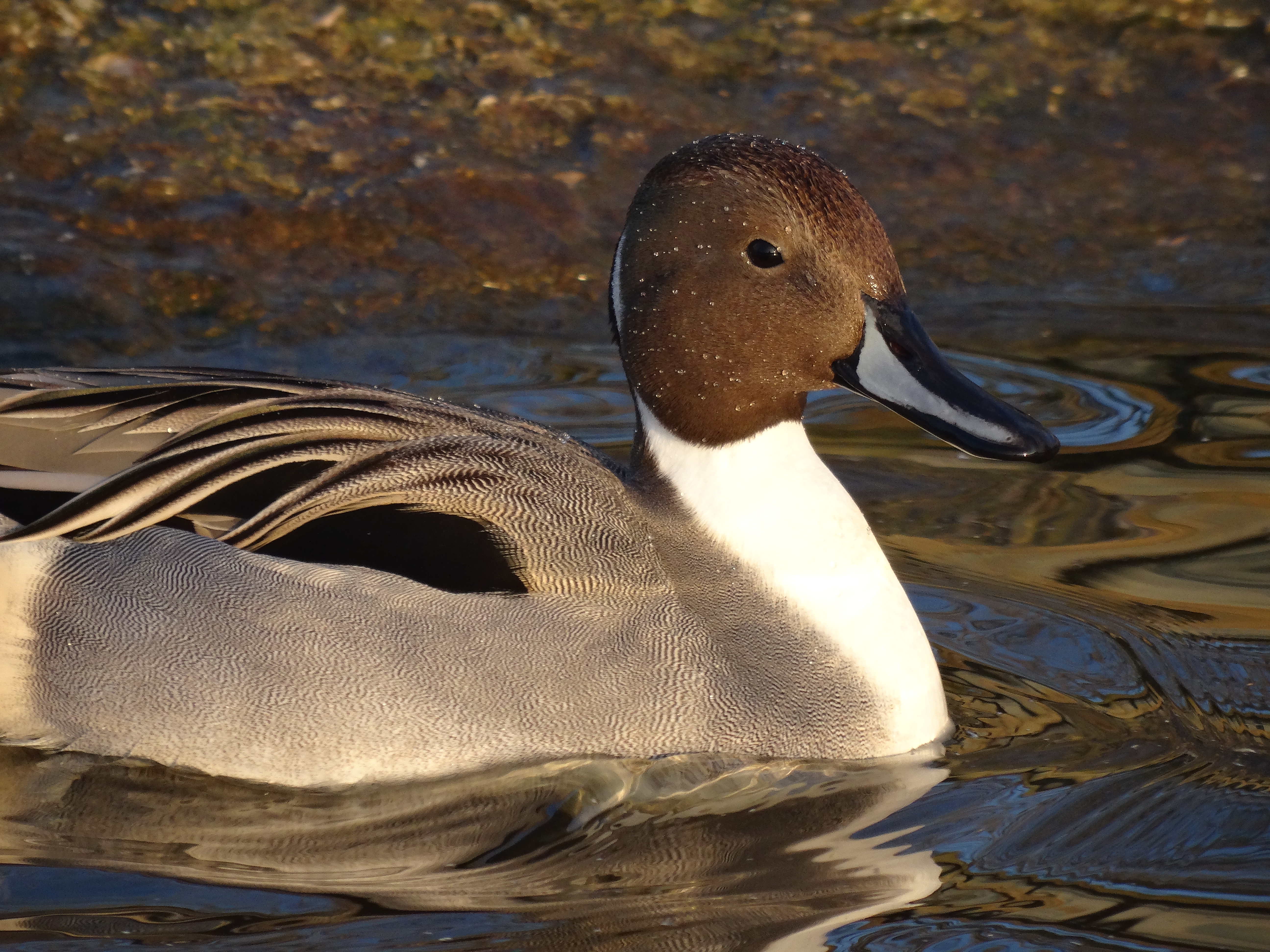 A handsome pintail.