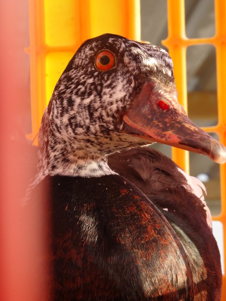 Now that's a handsome white-winged duck!