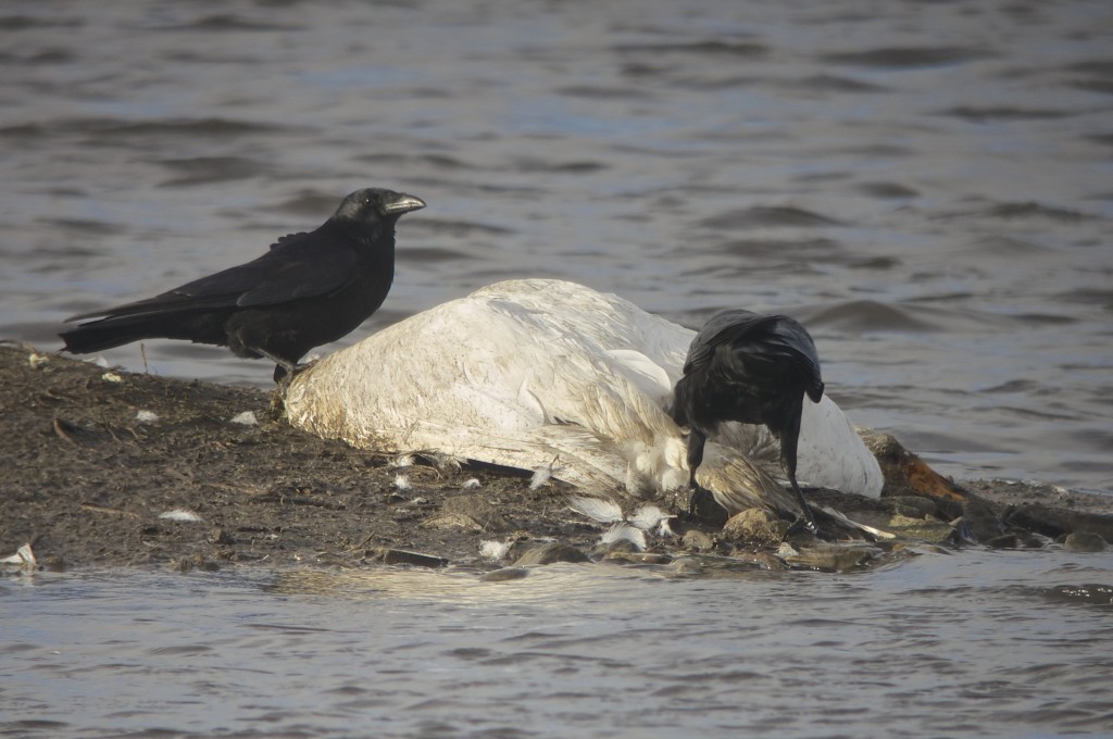 Carrion Crows feeding on dead Whooper Swan (T. Disley)
