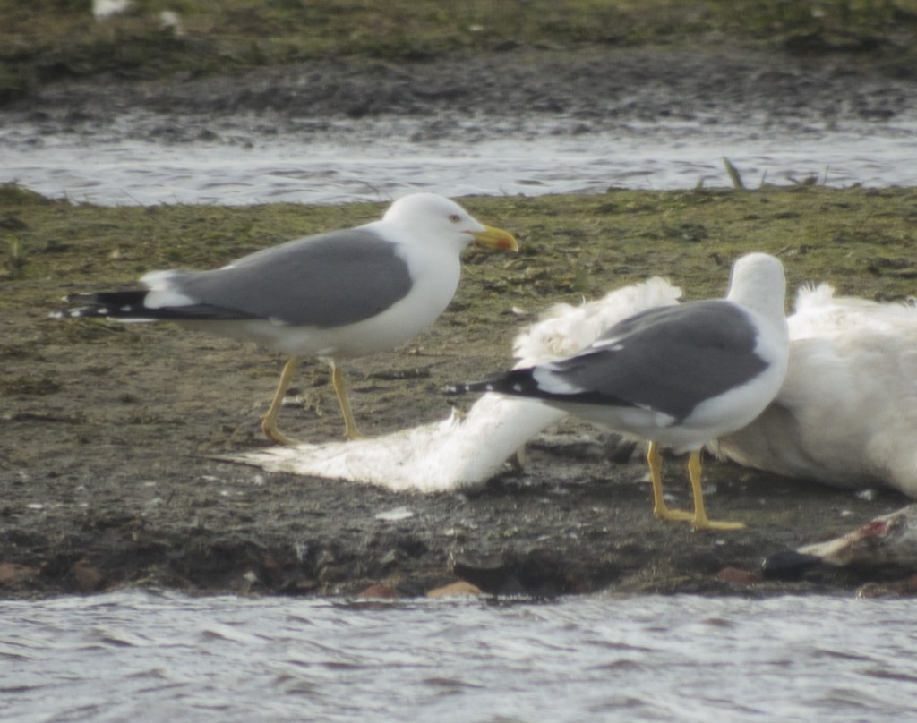 Yellow legged Gull or Hybrid on the left and  a british race Lesser black backed Gull at a freshly dead immature Whooper Swan (Tony Disley)