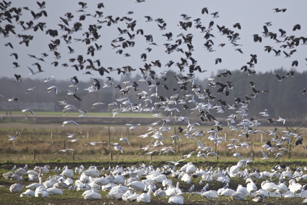 Lapwings and Whooper Swans (T. Disley)