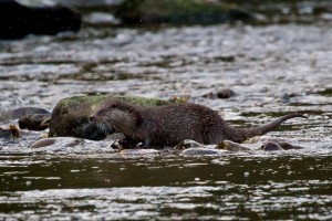 An otter at DWT's Low Barns reserve. Pic by David Raymond.