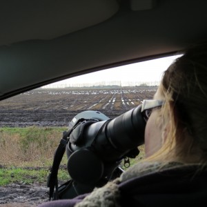 Recording swans from the car