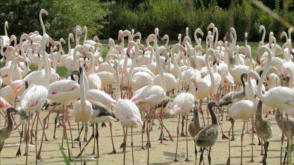 WWT-SL-Greater Flamingo flock
