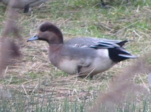 Wigeon hybrid, MJMcGill 002