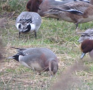 Wigeon hybrid, MJMcGill