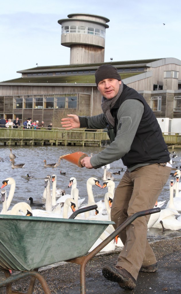 Mike Dilger feeds the Swans