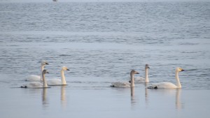 Bewick's swan family by Adam Finch