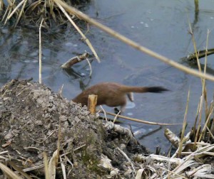 Dissapearing Stoat on ice, MJMcGill