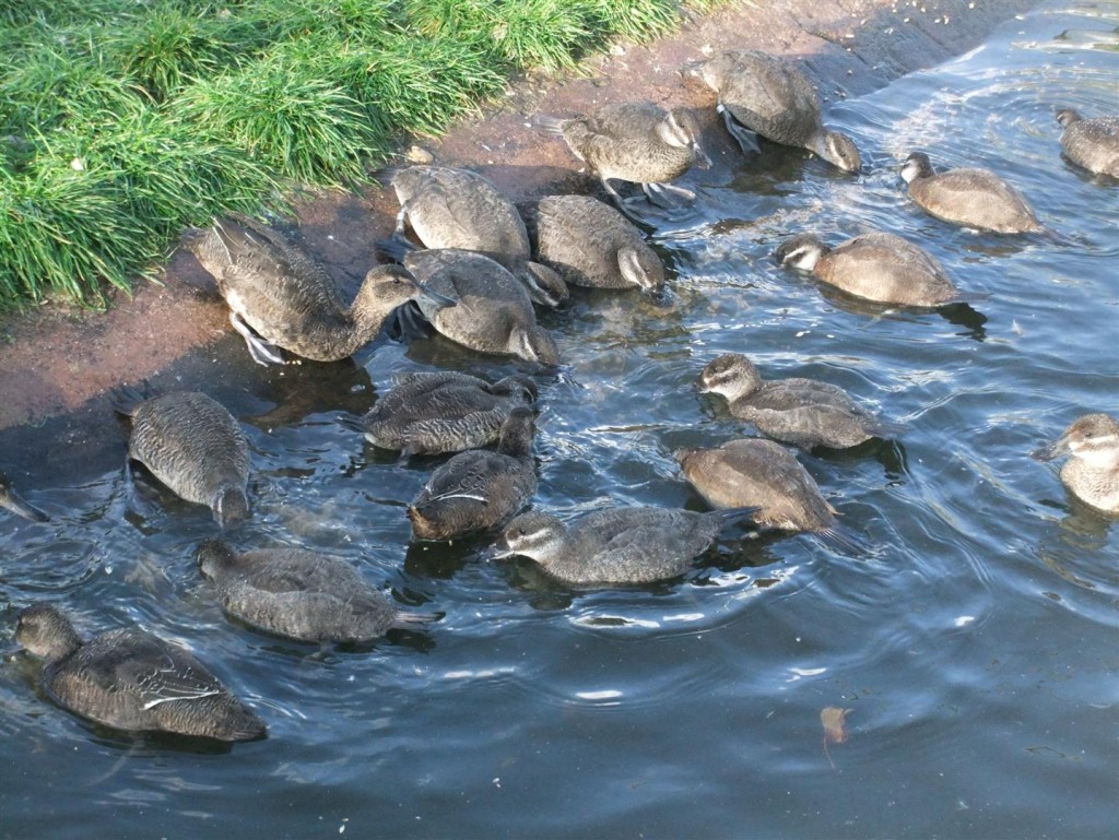 White-backed duck snuggling down...