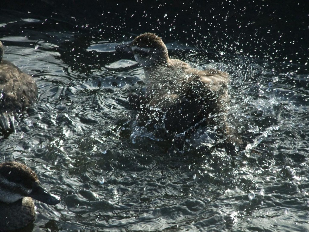 An Argentine ruddy duck takes a speedy wash!