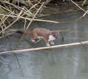 Stoat, TNP, MJMcGill