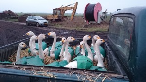 Tagged Bewick's swans ready for re-release