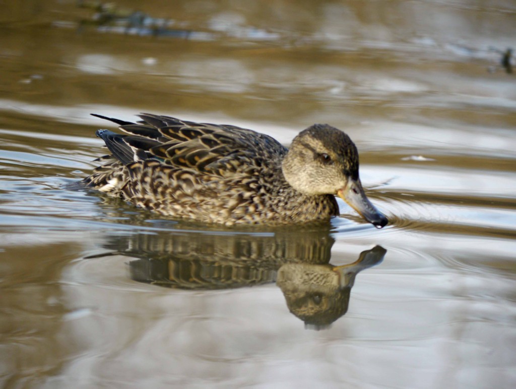 Teal, female, MJMcGill