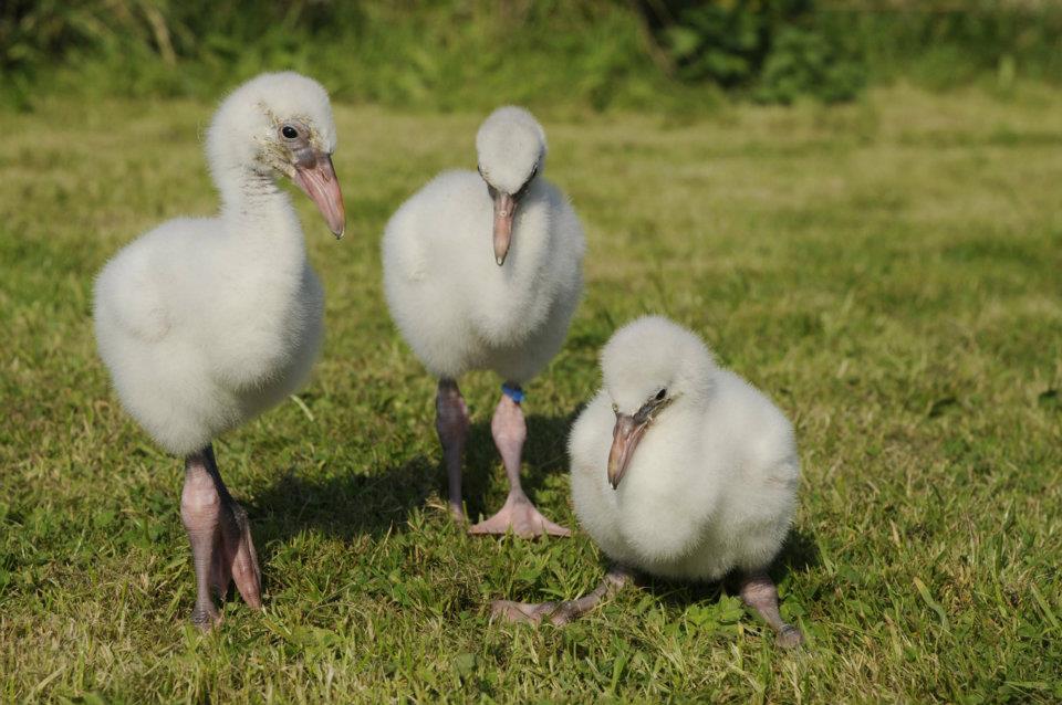 3 hand-reared Chilean flamingos from 2010.